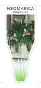 Picture of **NEOMARICA GRACILIS WALKING IRIS                                                                                                                     