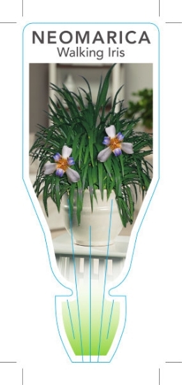 Picture of **NEOMARICA GRACILIS WALKING IRIS                                                                                                                     