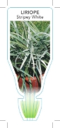 Picture of LIRIOPE MUSCARI STRIPEY WHITE                                                                                                                         