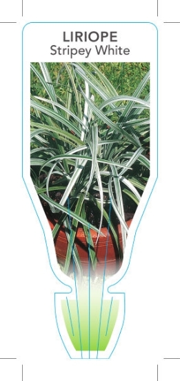 Picture of LIRIOPE MUSCARI STRIPEY WHITE                                                                                                                         