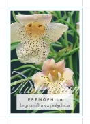 Picture of EREMOPHILA BIGNONIIFLORA X POLYCLADA                                                                                                                  