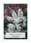 Picture of MELALEUCA HUEGELII CHENILLE HONEY MYRTLE                                                                                                              
