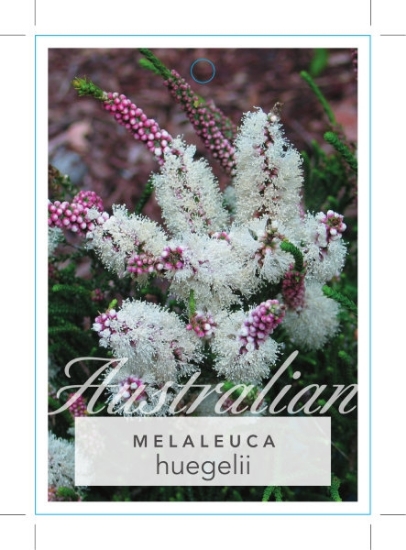 Picture of MELALEUCA HUEGELII CHENILLE HONEY MYRTLE                                                                                                              