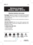 Picture of MELALEUCA HUEGELII CHENILLE HONEY MYRTLE                                                                                                              