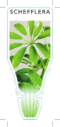 Picture of HOUSEPLANT SCHEFFLERA - MIXED PICTURE (UNNAMED VARIETY)                                                                                               