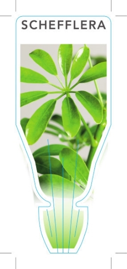 Picture of HOUSEPLANT SCHEFFLERA - MIXED PICTURE (UNNAMED VARIETY)                                                                                               