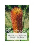 Picture of BANKSIA ERICIFOLIA HEATH LEAVED BANKSIA                                                                                                               