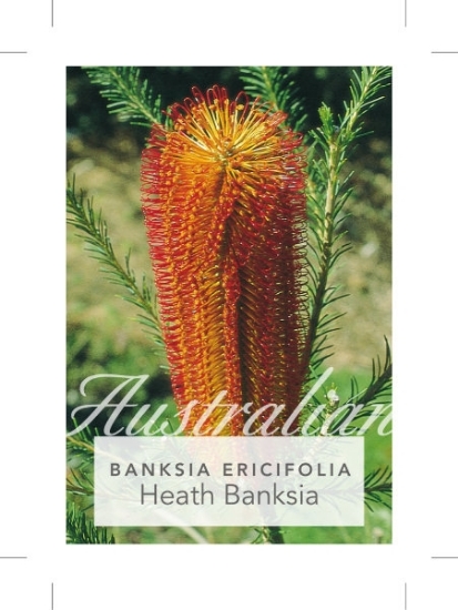 Picture of BANKSIA ERICIFOLIA HEATH LEAVED BANKSIA                                                                                                               