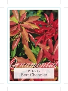 Picture of PIERIS JAPONICA BERT CHANDLER                                                                                                                         