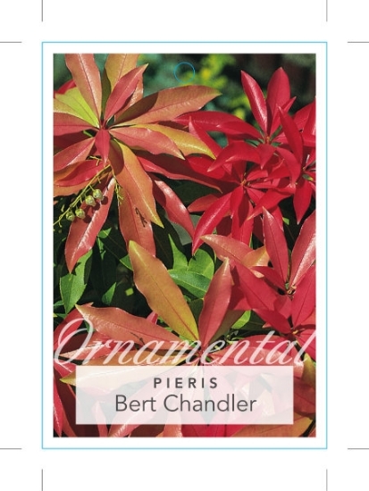 Picture of PIERIS JAPONICA BERT CHANDLER                                                                                                                         