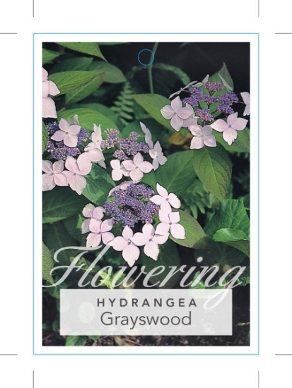 Picture of HYDRANGEA SERRATA GRAYSWOOD                                                                                                                           