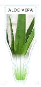 Picture of **SUCCULENT ALOE VERA                                                                                                                                 