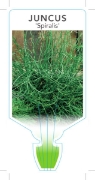 Picture of JUNCUS EFFUSUS SPIRALIS                                                                                                                               