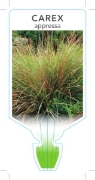 Picture of CAREX APPRESSA                                                                                                                                        