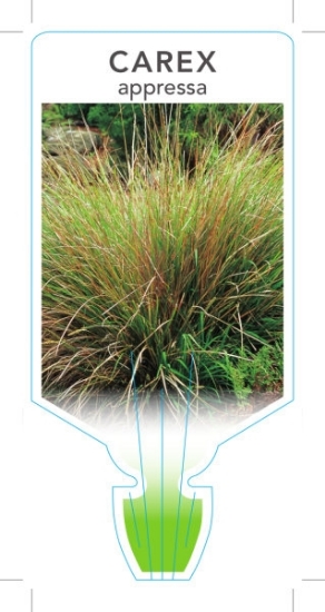 Picture of CAREX APPRESSA                                                                                                                                        