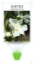 Picture of DIETES ROBINSONIANA WEDDING LILY                                                                                                                      