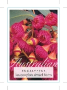 Picture of EUCALYPTUS LEUCOXYLON DWARF FORM                                                                                                                      