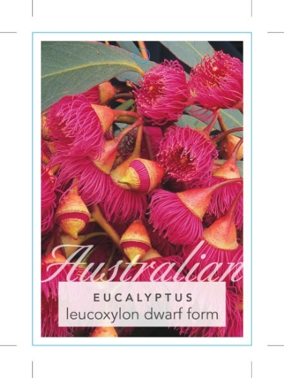 Picture of EUCALYPTUS LEUCOXYLON DWARF FORM                                                                                                                      
