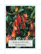 Picture of EUCALYPTUS FORRESTIANA FUCHSIA GUM                                                                                                                    
