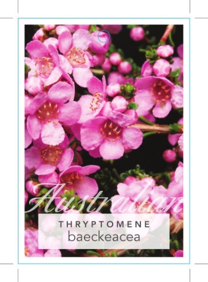 Picture of THRYPTOMENE BAECKEACEA                                                                                                                                