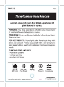 Picture of THRYPTOMENE BAECKEACEA                                                                                                                                