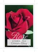 Picture of ROSE CRIMSON GLORY (HT)                                                                                                                               