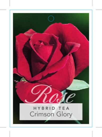 Picture of ROSE CRIMSON GLORY (HT)                                                                                                                               