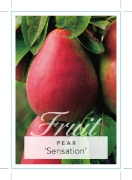 Picture of FRUIT PEAR SENSATION (HERITAGE)                                                                                                                       