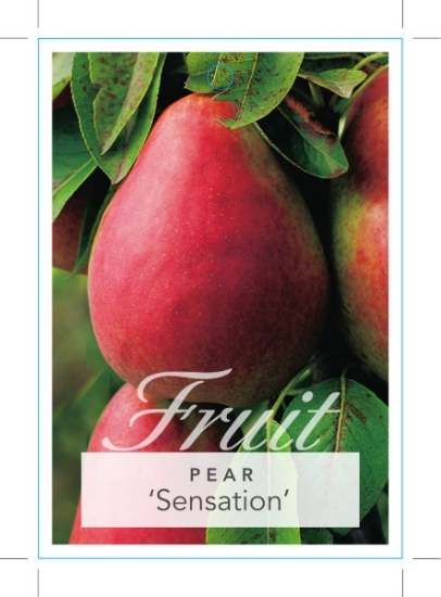 Picture of FRUIT PEAR SENSATION (HERITAGE)                                                                                                                       