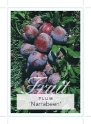 Picture of FRUIT PLUM NARRABEEN (HERITAGE)                                                                                                                       