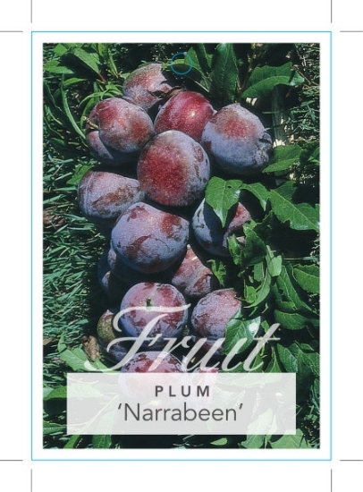 Picture of FRUIT PLUM NARRABEEN (HERITAGE)                                                                                                                       