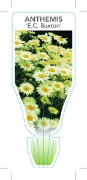 Picture of ANTHEMIS TINCTORIA E C BUXTON                                                                                                                         