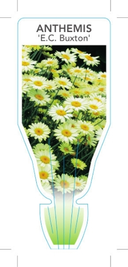 Picture of ANTHEMIS TINCTORIA E C BUXTON                                                                                                                         