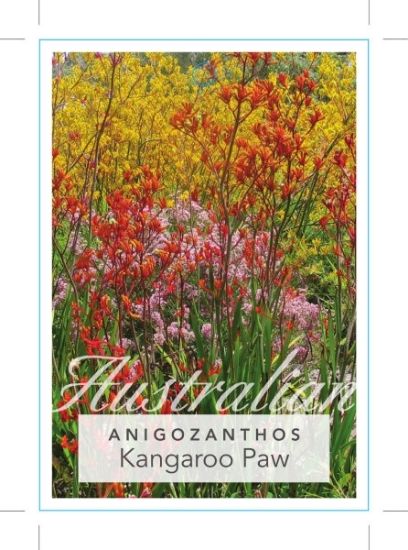 Picture of **ANIGOZANTHOS MIXED PICTURE (UNNAMED VARIETY)                                                                                                        