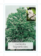 Picture of CATALPA BIGNONIOIDES TREE BIGNONIA                                                                                                                    