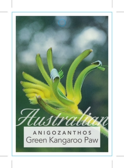 Picture of ANIGOZANTHOS VIRIDUS GREEN                                                                                                                            