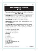 Picture of FRUIT APPLE RED DELICIOUS Jumbo Tag                                                                                                                   