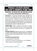 Picture of PLATINUS ORIENTALIS DIGITATA CUT-LEAF OR ORIENTAL PLANE TREE                                                                                          