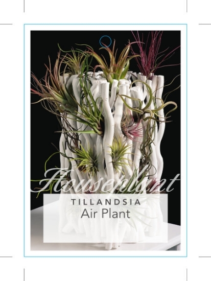 Picture of HOUSEPLANT TILLANDSIA - MIXED PICTURE (UNNAMED VARIETY)                                                                                               