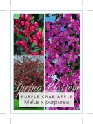 Picture of MALUS PURPUREA PURPLE CRAB APPLE                                                                                                                      