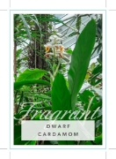 Picture of CARDAMOM DWARF                                                                                                                                        