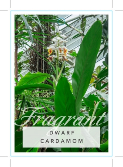 Picture of CARDAMOM DWARF                                                                                                                                        
