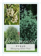 Picture of PYRUS SALICIFOLIA PENDULA WEEPING SILVER PEAR Jumbo Tag                                                                                               
