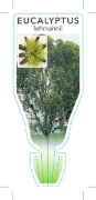 Picture of EUCALYPTUS LEHMANNII BUSHY YATE                                                                                                                       