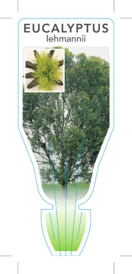 Picture of EUCALYPTUS LEHMANNII BUSHY YATE                                                                                                                       