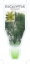 Picture of EUCALYPTUS LEHMANNII BUSHY YATE                                                                                                                       