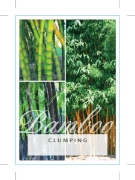 Picture of BAMBOO CLUMPING (MIXED PICTURE)                                                                                                                       