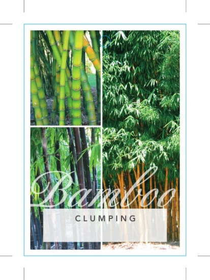 Picture of BAMBOO CLUMPING (MIXED PICTURE)                                                                                                                       