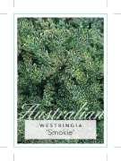 Picture of WESTRINGIA SMOKEY FRUTICOSA SMOKIE                                                                                                                    