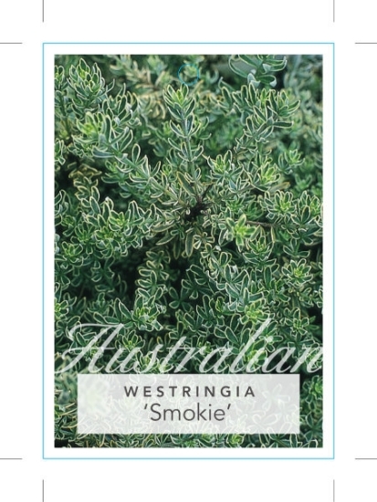 Picture of WESTRINGIA SMOKEY FRUTICOSA SMOKIE                                                                                                                    